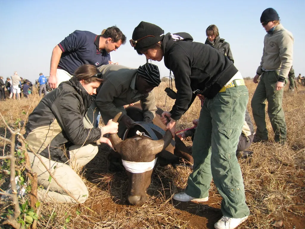 綦孟柔畢業後在國外實習觀摩期間，學習大量救傷案件如何透過制度化流程承接，成為她返台後思考野生動物救傷體系的重要參照。圖片來源：綦孟柔 提供