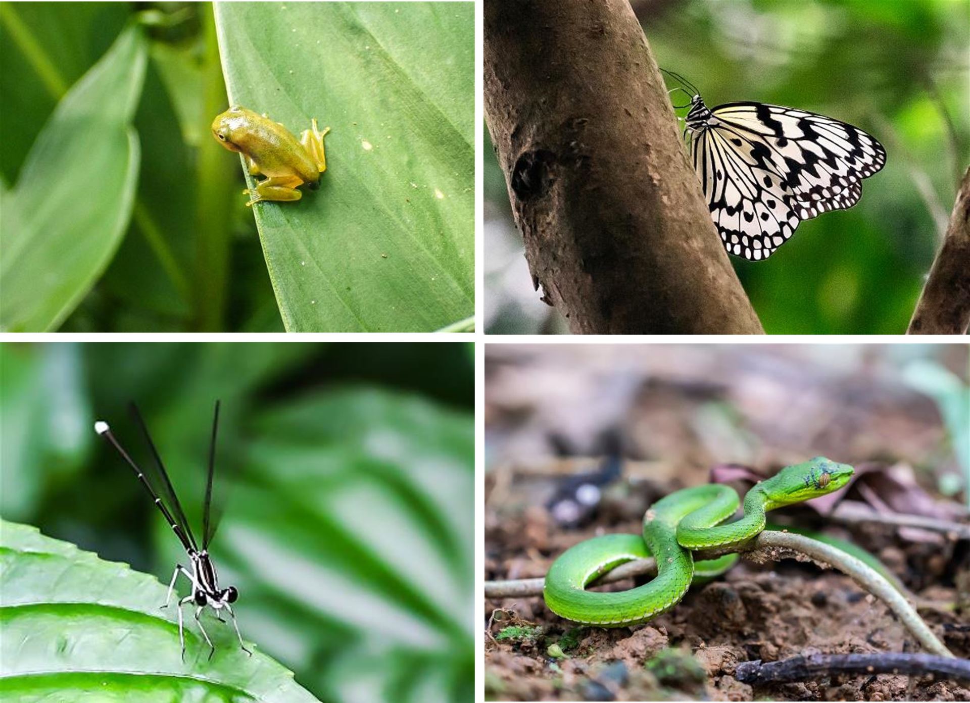 經恢復後自然出現的各種生物:環紋琵蟌、青竹絲、大白斑蝶、台北樹蛙。