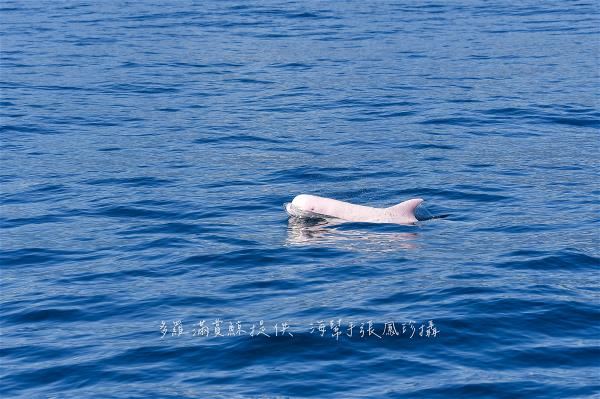 An albino Risso’s dolphin. (photo by Zhang Fengzhen)