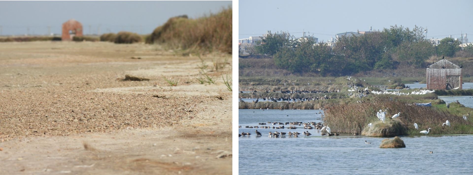 布袋鹽田濕地九區從兩年前開始面臨乾涸危機（左圖），對比缺水前（右圖）仿若兩個世界。圖片提供：高雄鳥會