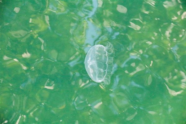 作為海洋國度的帛琉，擁有美麗的海洋。（賀宸葳攝）