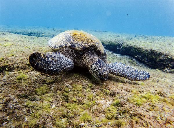 Paris was amazed to be able to get so close to sea turtles in Xiaoliuqiu. (photo by Lin Min-hsuan).