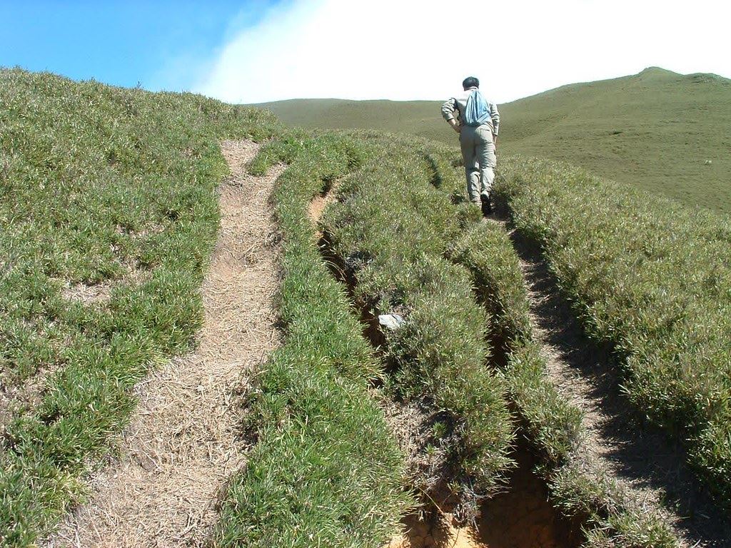 步道複線化,拍攝地點為南投仁愛奇萊南峰步道