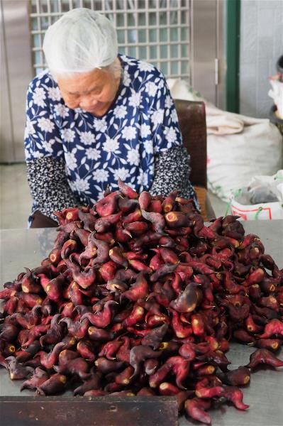 吃過原本要丟棄的菱角殼,拿去曬乾後,加上紅棗、桂圓煮過後,可以做成菱角茶。