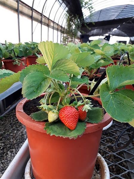 農業試驗所副研究員蕭翌柱研發的草莓新品種「台農1號」，能適應現今生長環境的挑戰。（農試所蕭翌柱提供）