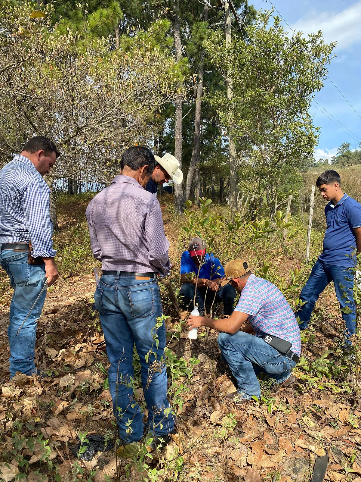 展望會訓練流芳咖啡計畫區小農利用天然樹林的遮蔭提升咖啡豆產量。(台灣世界展望會提供)