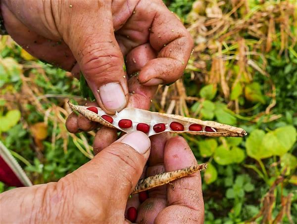 Every adzuki bean reminds us of our collective effort to protect biodiversity. (courtesy of Chuan Lian Enterprise Co.)