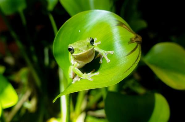 The farmland green treefrog, which prefers to live in mixed forest or bamboo forest, is listed as an endangered species. (photo by Liu Fang-ju, courtesy of Watch Nature Ecological Consultant Company)