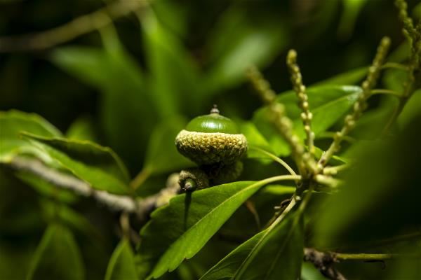 茁壯中的小西氏石櫟,戴著殼斗科植物的標誌性小帽,從枝芽間探出頭。