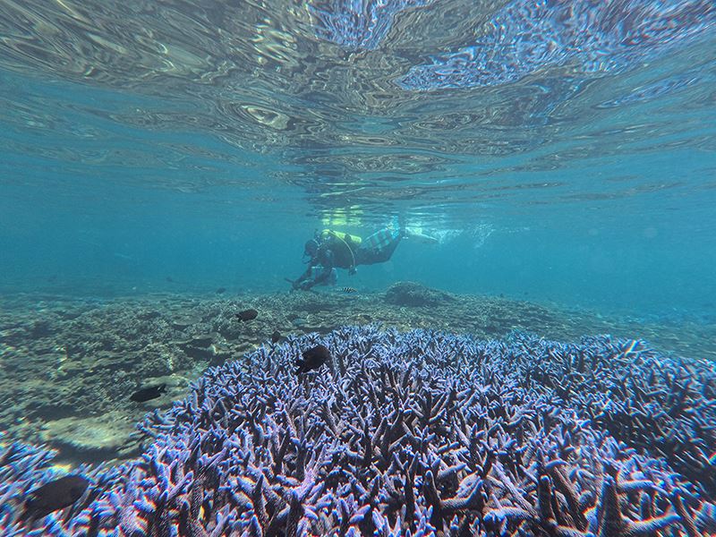 Coral reef conservation is crucial to maintaining ocean biodiversity. (Courtesy of Ocean Conservation Administration)