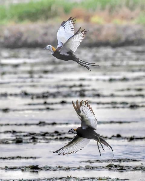 水雉在菱角田築巢、交配、產卵、育雛,牠們還被稱為「菱角鳥」。(陳福順攝)