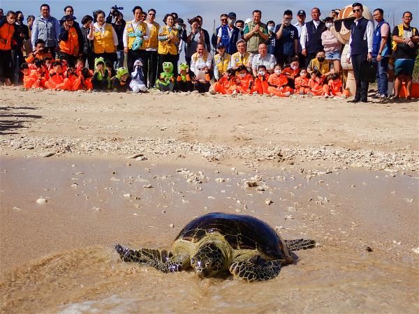 在眾人守護下,海龜一步步爬回大海。(海保署提供)