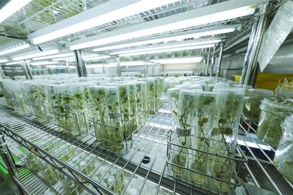 國家作物種原中心應用組織培養方式,以試管保存國內重要無性繁殖作物種原,例如甘藷、馬鈴薯、山藥等。(莊坤儒攝)