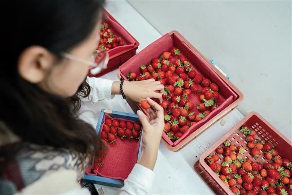 與知果堂合作的「戀上甜美草莓園」，也是市場上稀有，生產無農藥草莓的農家。