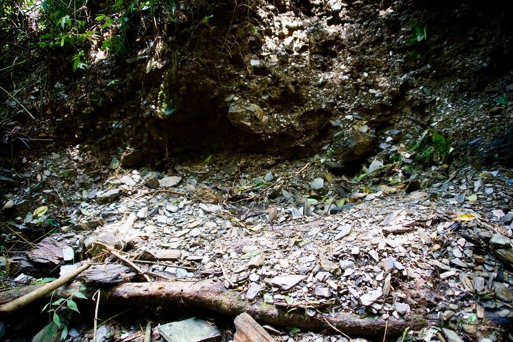 東卯黑熊711於武界山區死亡發現處。圖片來源:林務局提供