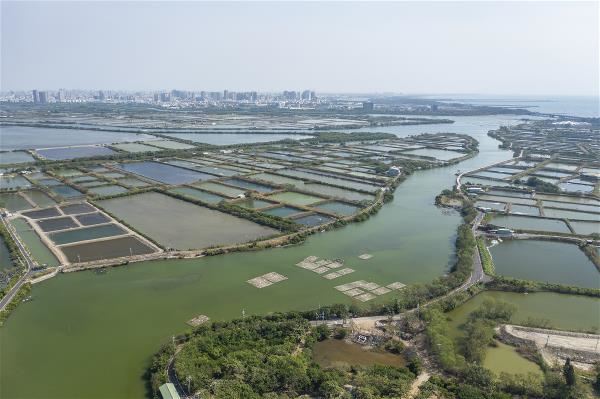 台江內海的環境以潮間帶、潟湖、魚塭、鹽灘地為主,是適合水鳥的棲地。