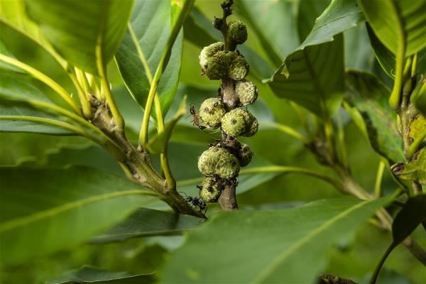 螞蟻、蝴蝶、飛蛾與蜜蜂等昆蟲,在殼斗科植物開花期間紛至沓來,為吸食香甜的花蜜。