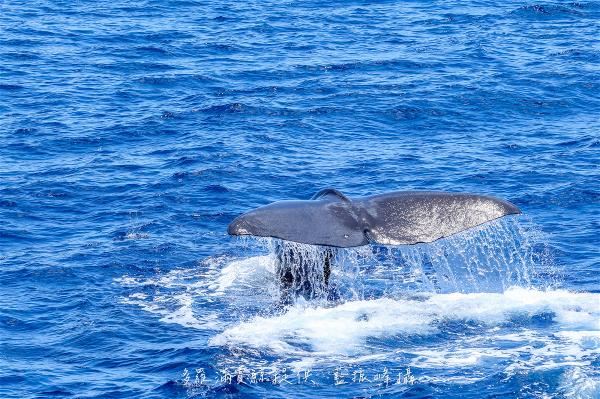 A diving sperm whale raises its tail flukes—shaped like the “π” symbol—one reason for the π Project’s name. (photo by Lan Jen-fong)