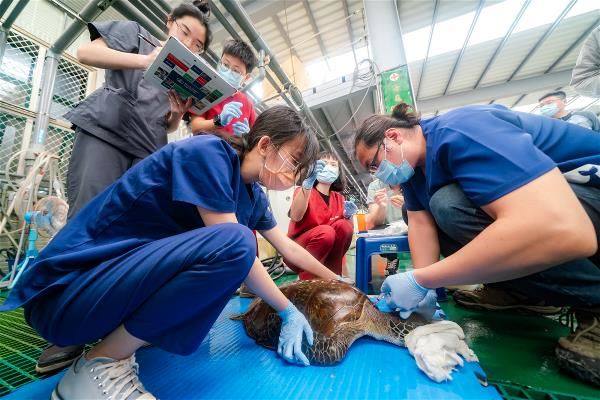 中華鯨豚協會獸醫團隊替113-04進行全身健康檢查,以了解其無法下潛的原因。