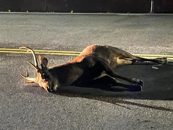 Roadkill specimens are recorded and collected for research about infectious diseases and wild animal conservation. (courtesy of Huang Min-hui)