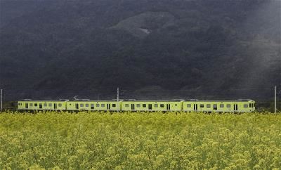 行駛在花東縱谷的山嵐號，黃綠色車身完美融入地景。