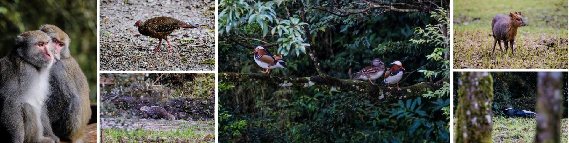 The forest at the Fushan Botanical Garden is home to many wildlife species. Slow down your steps, lift up your binoculars, relax your mind, and enjoy their company!
