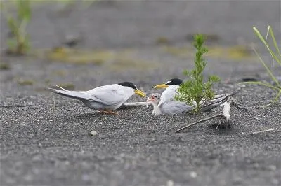小燕鷗育雛的感人畫面。（宜蘭縣野鳥學會提供）
