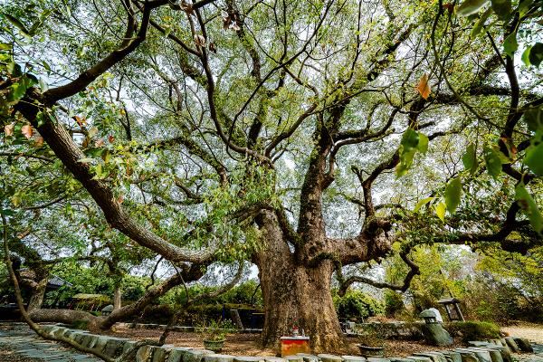 南投草屯坪頂里的七股神木，據縣府調查樹齡約逾600年，其中有ㄧ枝樹幹彎下著地生根，尤為特別。