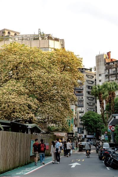 This garlic pear tree (Crateva religiosa) near the NTU campus is covered in yellow and white blooms every spring. Set against the area’s old buildings, the tree creates a scene that invites people to linger and come back time and again.