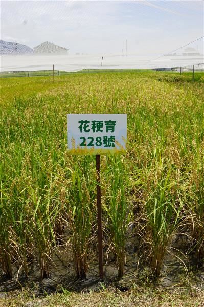 經過七年育種過程,花稉育228號具產量穩定等特性,被認為具有推廣價值,最後正式受名花蓮26號。(花蓮農改場提供)
