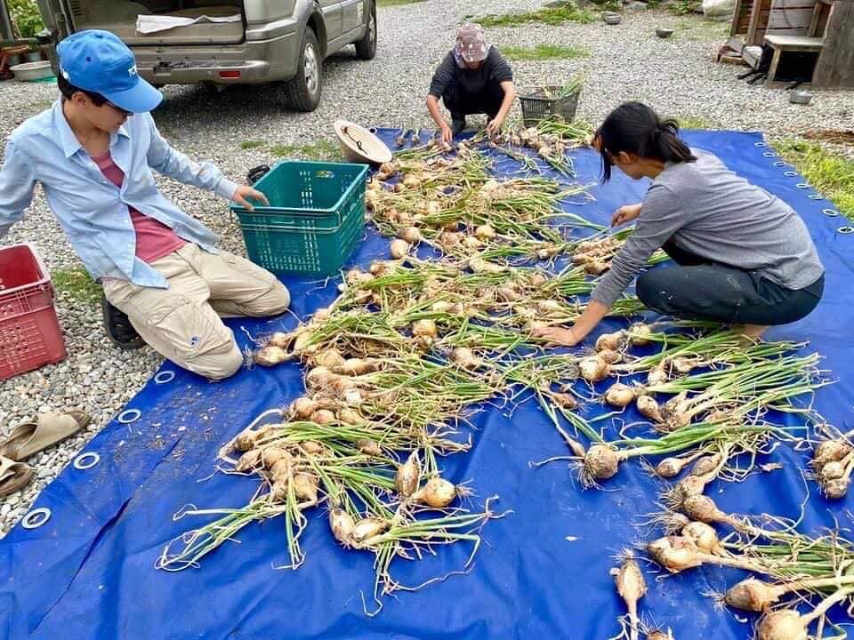 「共農共食」從第一年收成幾近於零，到六年來豐收不斷。圖片來源：曾樂天提供