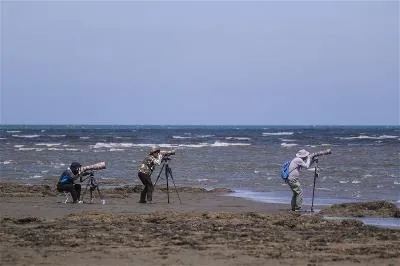 賞鳥、愛鳥，許多台灣民眾願為守護海鳥棲地，竭盡心力。