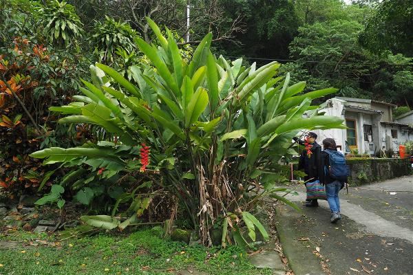 在路邊、公園就可以認識台灣青草。