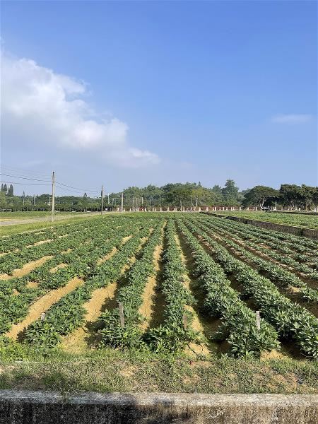 嘉義分所的甘藷試驗園，年產上萬顆甘藷，用以選拔選育新品種。（農業部農業試驗所嘉義農業試驗分所提供）