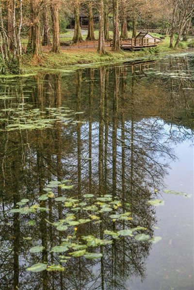In this enchanting ecological pond you can see many kinds of aquatic plants that are rarely found elsewhere. The endemic Taiwan yellow water lily (Nuphar shimadai) is one of its most beautiful.