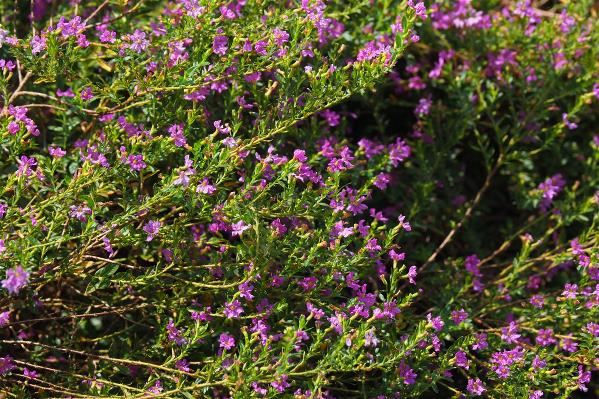 False heather (Cuphea hyssopifolia) flowers year-round, and is not only a source of nectar but can also be used as a hedge.