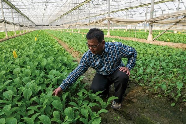 因熱愛雲林土地而堅持有機種植的廖瑞生,至今仍每日到溫室親自查看每株葉菜,用愛呵護,用心栽培。