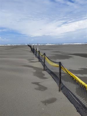 Wild bird societies all over Taiwan put up protective fencing around little tern breeding grounds to keep out people and stray dogs, creating a safe habitat for the birds.