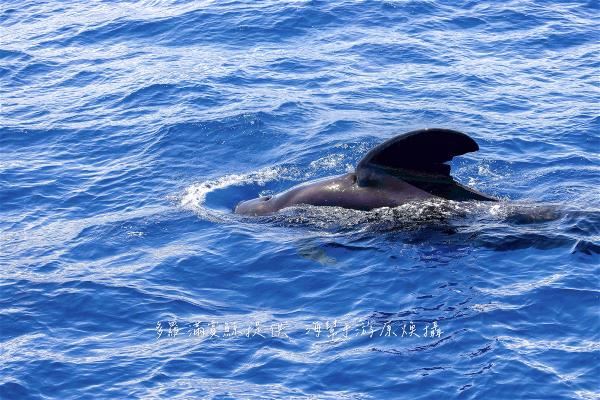 A thick, hatchet-like dorsal fin is a distinctive feature of the short-finned pilot whale. (photo by Linus Yu)