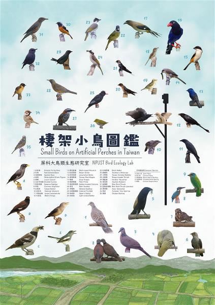 The Bird Ecology Lab at NPUST has been using artificial perches as a research tool since 2017 and thus far has photographed 70 species of non-raptor avians across Taiwan.(courtesy of Hong Shiao-yu)