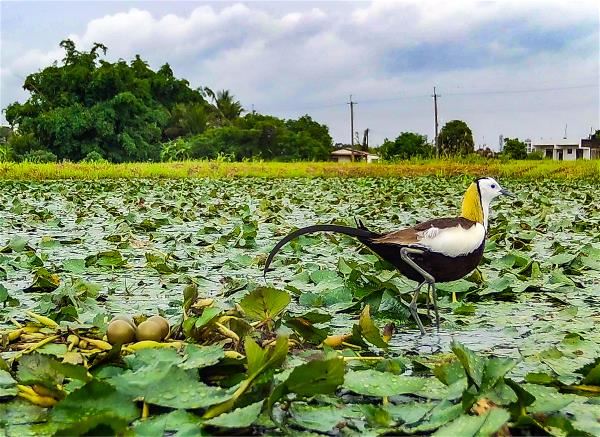 The pheasant-tailed jacana, which lives on floating water caltrop leaves, was once endangered, but after more than 20 years of restoration work its population has increased from 50 to 2,000.(courtesy of Lin Binghuo)