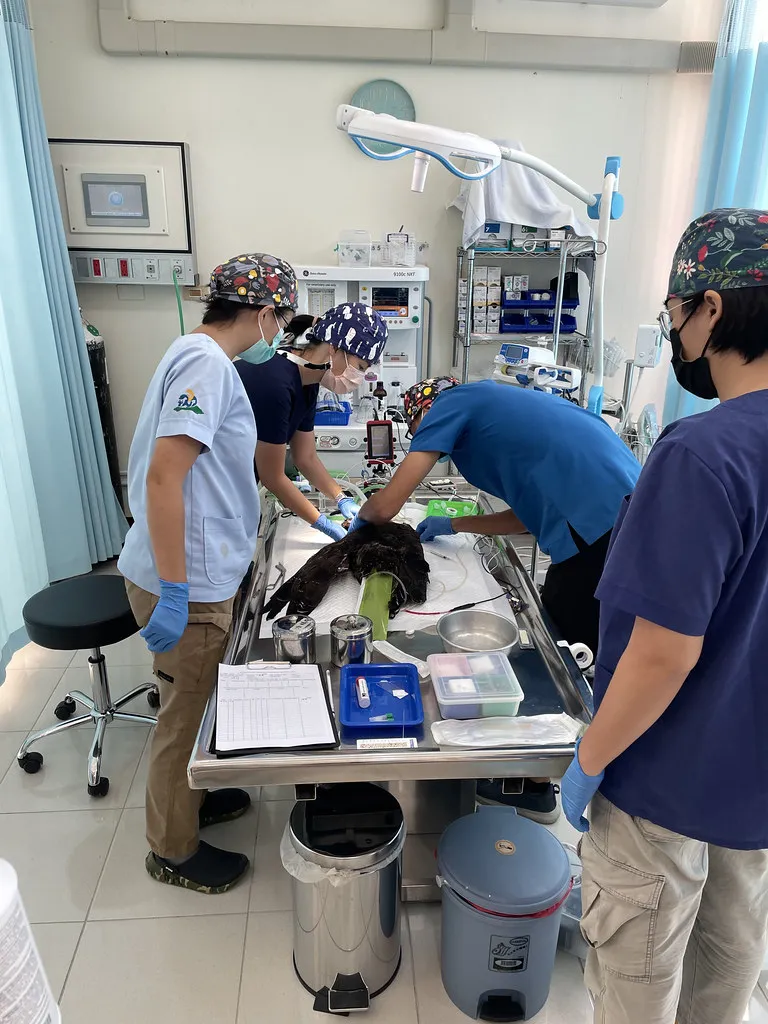 在野生動物救傷現場，綦孟柔與團隊進行檢傷與緊急處置。圖片來源：綦孟柔 提供