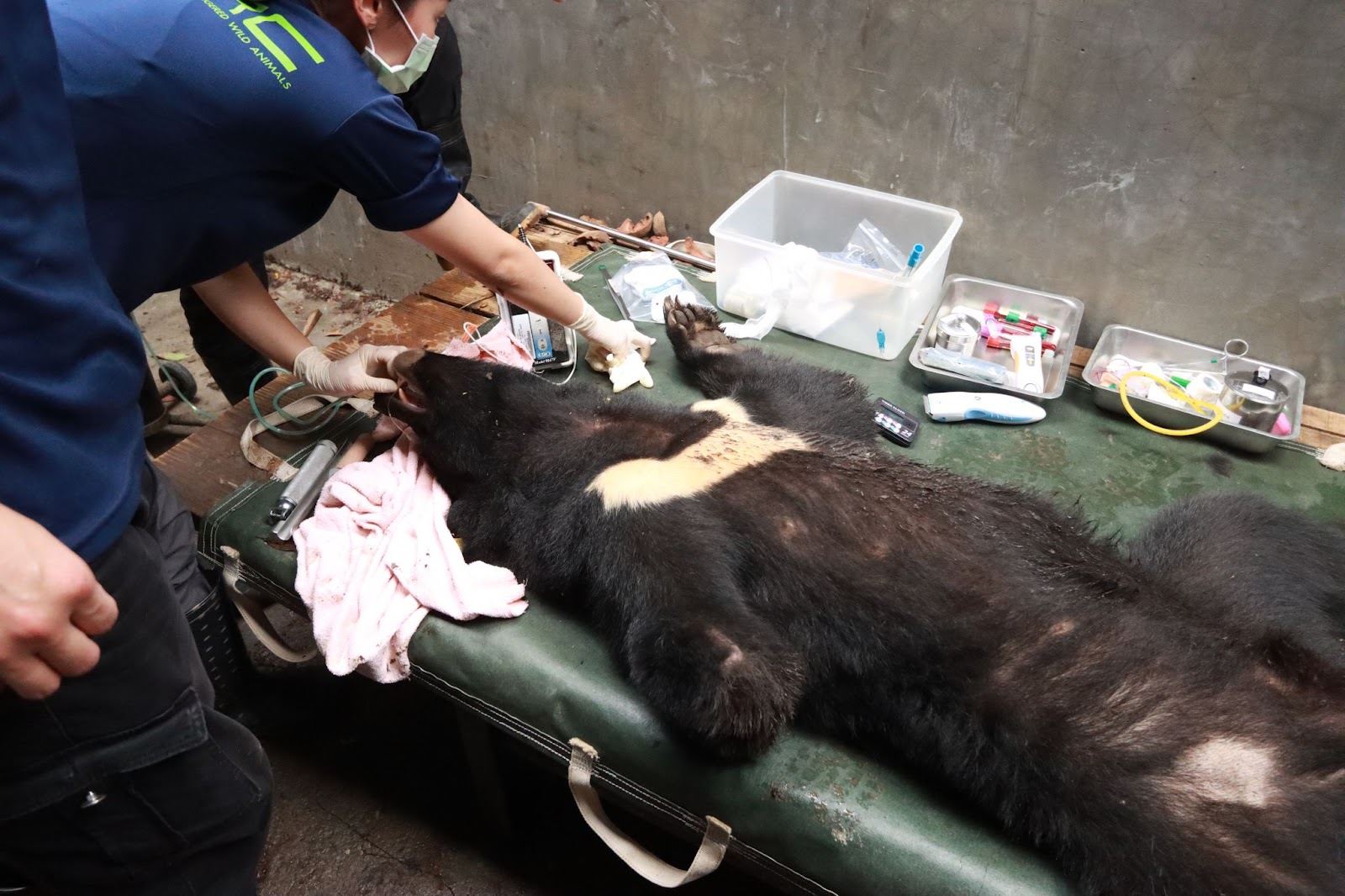 救治黑熊過程。照片提供：野灣協會