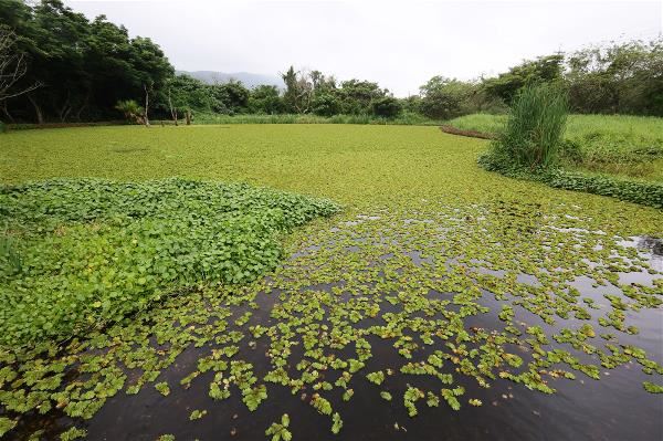 華紙花蓮廠的生態池，引入廠內放流水，經濕地淨化後孕育豐富生態，成為環境教育的重要場域。