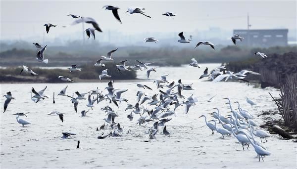 A citizen science project conducted around the New Year’s holidays is aimed at collecting data about populations of great egrets and black-headed gulls in Tainan’s Qigu District. (photo by Allen Lyu)