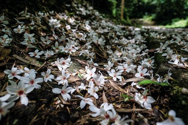 瑪陵5月雪片片，桐花紛飛，讓當地增添更多浪漫氣息。