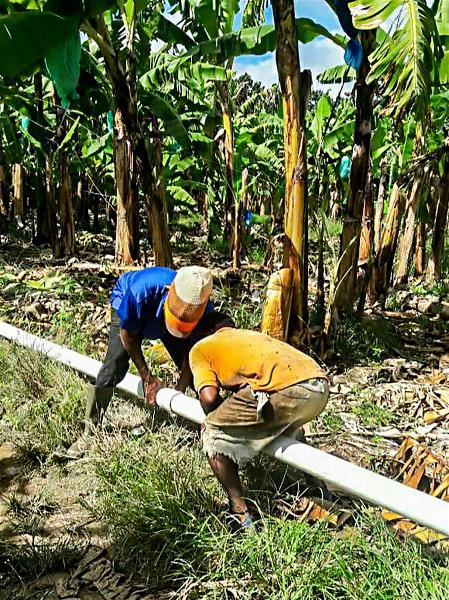 技術團協助農友專設灌溉系統。