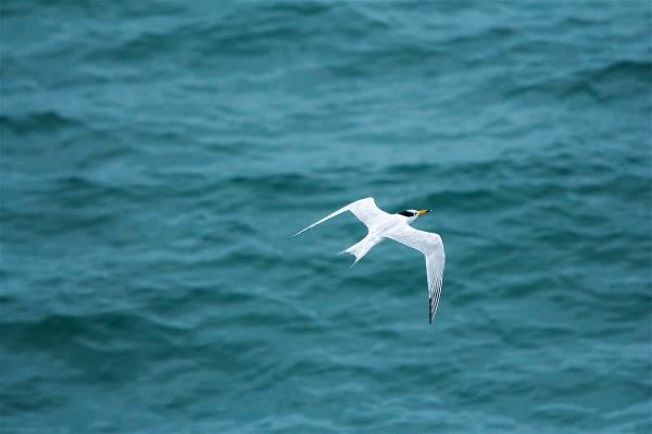 為「牠」留一條活路:黑嘴端鳳頭燕鷗的保育之路