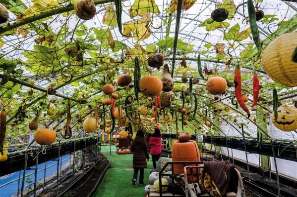 At the Wangshan Leisure Farm you can see pumpkins hanging down from trellises while bees buzz busily about, pollinating the plants.