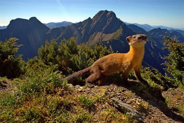 Becoming adept at photography, Xie has captured many snapshots of the mountain’s beauty.A yellow-throated marten